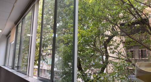 窗外的那树白绿，承载着岁月的故事