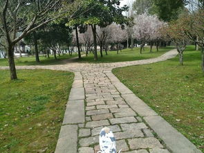 感受石湖的春天：一场与自然的浪漫邂逅