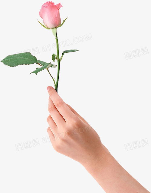 手拿玫瑰遗憾转场：一段未完的故事