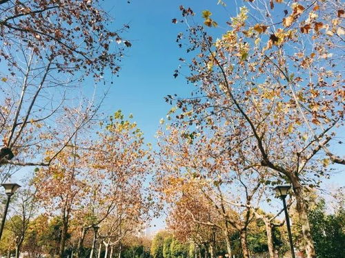 交错的枝叶：一场关于自然与生命的对话