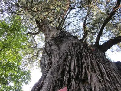 如果古树会说话：与岁月对话的绿色使者