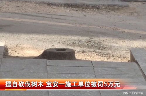 人在深圳，早晨被鸟“叫醒”竟是幸福的烦恼？