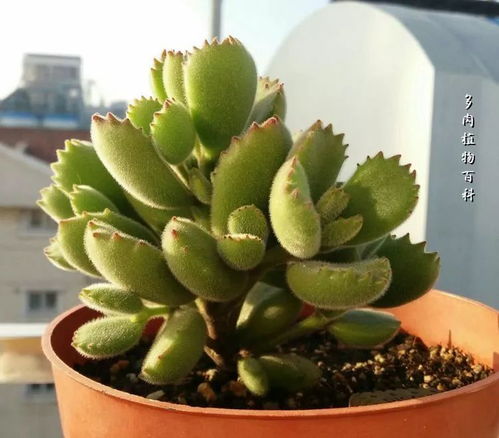 玉杯冬云：水彩画中的诗意与情感