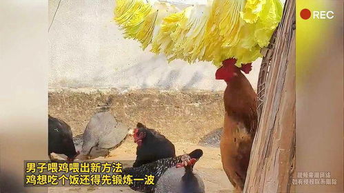 男子发明懒人喂鸡法：十天喂一次，智慧农业引领新潮流