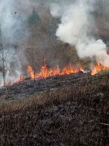 老人上坟引山火烧死67只羊：没钱赔，镇政府准备补偿8万却遭嫌弃