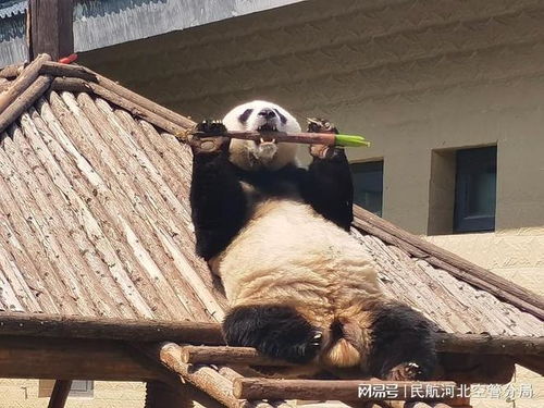 真“熊出没”！河北一动物园有熊出逃后紧急闭园，村委会：还没找到