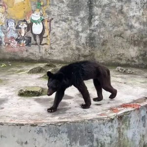 河北邯郸动物园出逃黑熊已找到，背后的故事令人深思