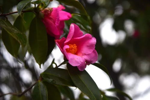 山茶花开，见证千年风霜的古镇之美