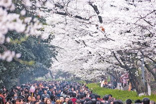 清明假期短途游成热门选择，如何玩转小长假？