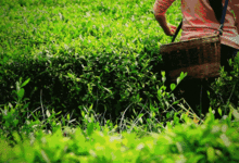 小朋友们的采茶之旅：在茶香中感受传统文化