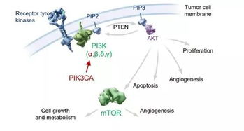 从国内首个PIK3CA靶向药获批，看PIK3CA突变的未来