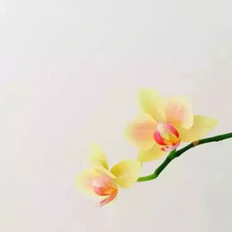 一组图教你如何把花拍得美轮美奂