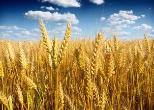 北大荒小麦田变身水稻田的秘密大揭秘