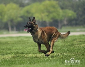 男子讲述顺风车送3马犬被拒经历：宠物出行的无奈与温暖