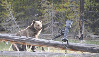 林业局回应熊出逃事件：真相与反思