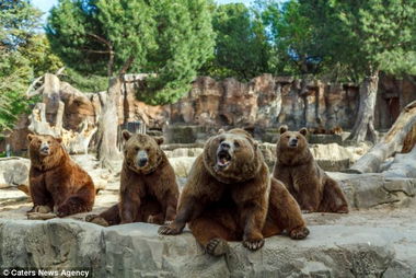 河北邯郸佛山动物园熊出逃事件：问题与安全应对全解析