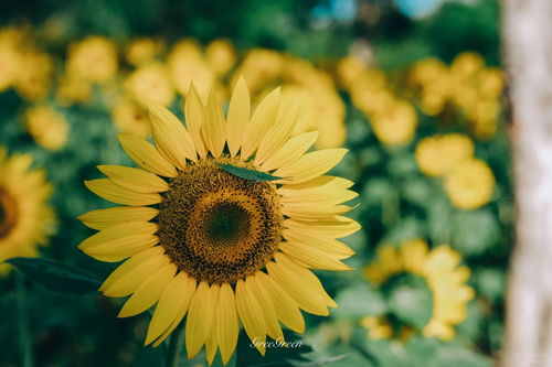 向阳花口碑背后：一场娱乐圈的热度博弈