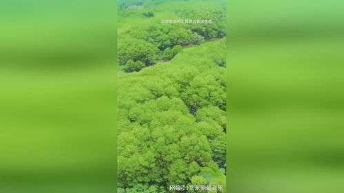 90秒卫星图看中国植绿奇迹：从黄沙漫天到绿意盎然