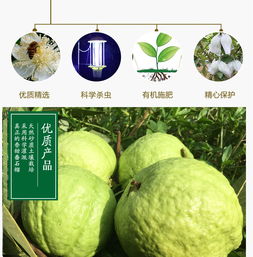 芭乐配酸梅粉，这酸甜组合征服了多少人的味蕾