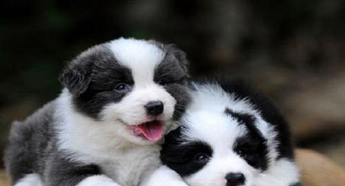 边牧偷吃墓区供品胖成百斤，背后的故事让人深思