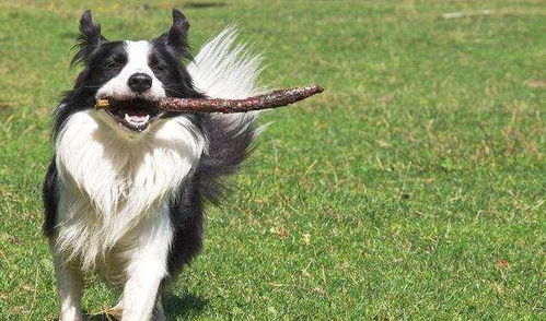 边牧偷吃墓区供品胖成百斤：一只狗的意外人生