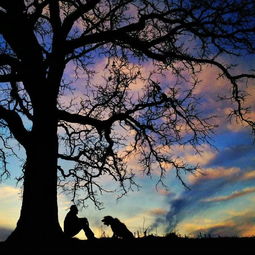 一棵树教我保存消失的黎明——檀树下的听者