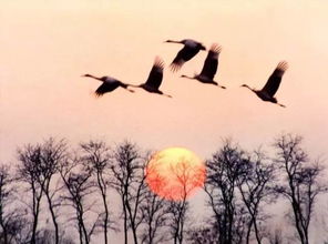 《雁回时》大结局：柴靖的离开与寒雁的成长，剧情反转太精彩