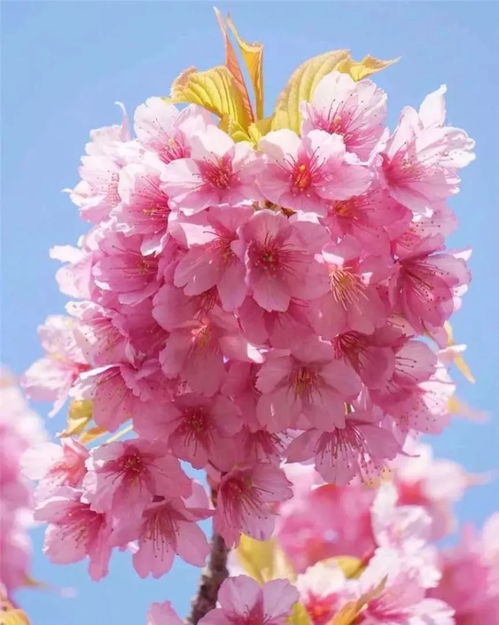 春虽不语，却温柔了我的世界