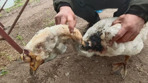 坚强的鹅：一场大火后，它如何重获新生