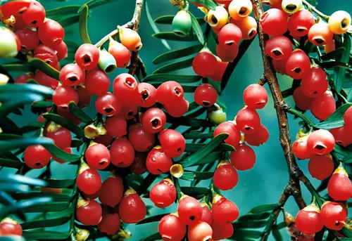 云南男子因自制泡酒中毒：从135斤暴瘦到80斤的生死挣扎