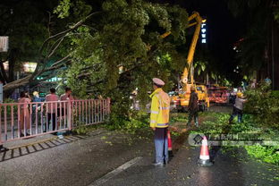 广西扫墓后秒变野炊现场，美食与文化碰撞出的奇妙体验