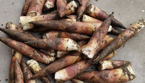 春笋冒头！有人一小时能挖130多斤，背后竟是这样的故事