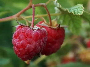 户外拍照穿搭指南：重庆树莓摄影学校的色彩搭配秘籍