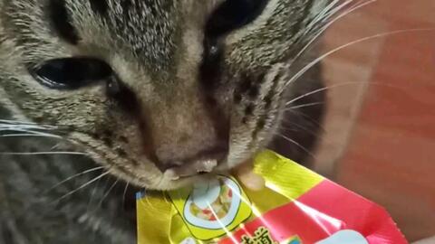 捡回一只“馋酒”的狸花猫，生活从此变得妙趣横生