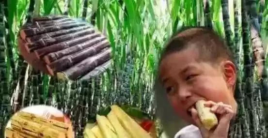 清明前后的甘蔗真的毒过蛇？专家来告诉你真相
