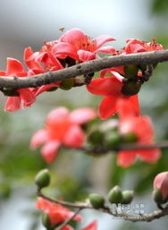 春回大地 万物花开：我在抖音上记录的春天