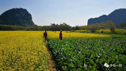 苦尽柑来：在油菜花田里的浪漫定情模仿