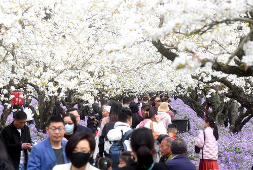 清明假期尽享美好春日时光