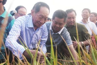 袁隆平墓前的那束特别稻穗，承载了多少人的思念