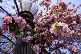 海棠花惊艳了整个春天