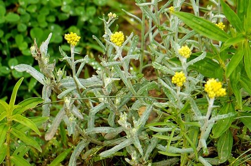清明花：一场春日的思念与慰藉