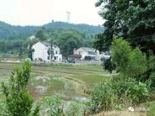 回汨罗：一场与诗意和历史的邂逅