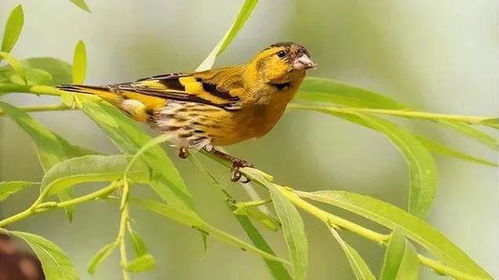 黄鹂啊黄鹂，我与时光的对话