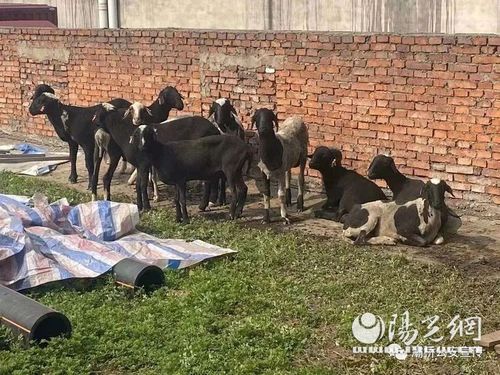 黑山羊卡树杈里 路过农夫砍树救羊