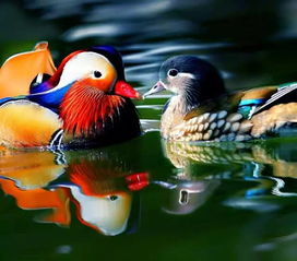 鸟鸟与志胜的爆笑对决：一场语言艺术的狂欢