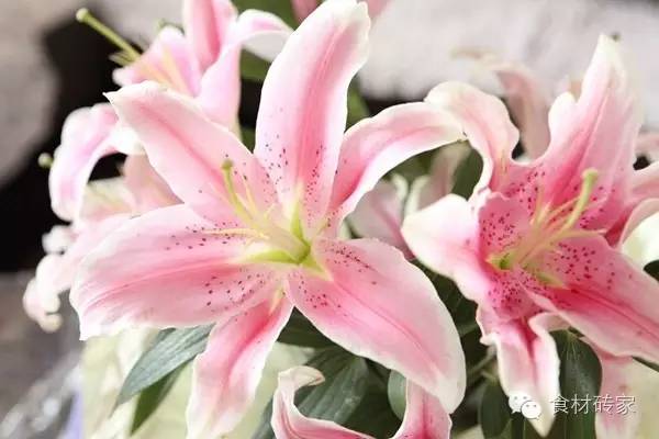 做一个香水百合的女人：优雅与智慧并存