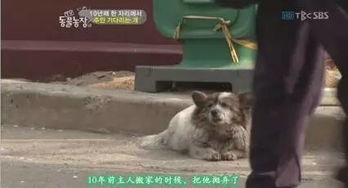 服务区的深情追随：一只柯基的追车之旅