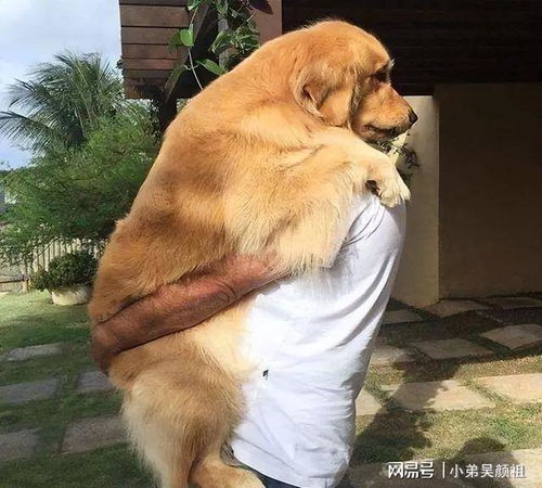 养了十年的狗暴起攻击主人脖子，背后真相让人深思