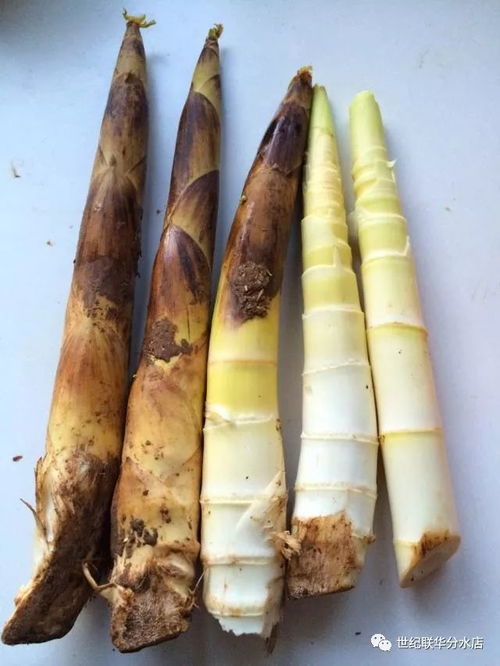 竹笋是春天最鲜的美味
