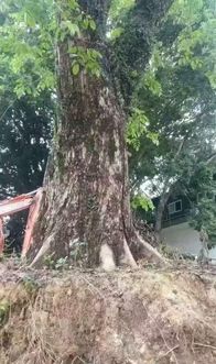 250年古树被砍成“秃头”，背后真相令人揪心！